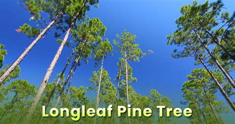 Longleaf Pine Tree Types, Uses, And Fun Facts - EmbraceGardening