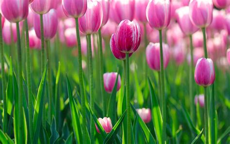 Download Flower Nature Tulip HD Wallpaper