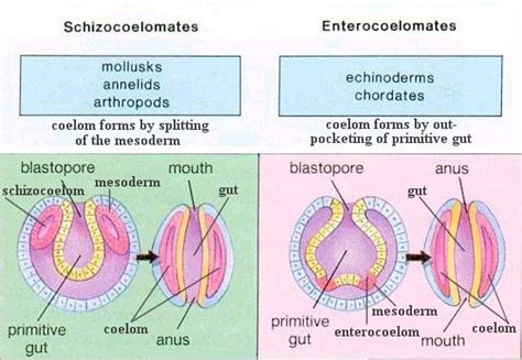 Anatomy of Animals