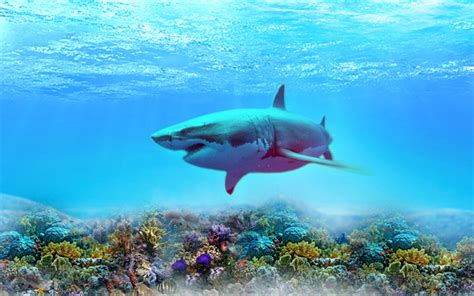 Download wallpapers shark, depth, coral reef, underwater world, predators for desktop free ...