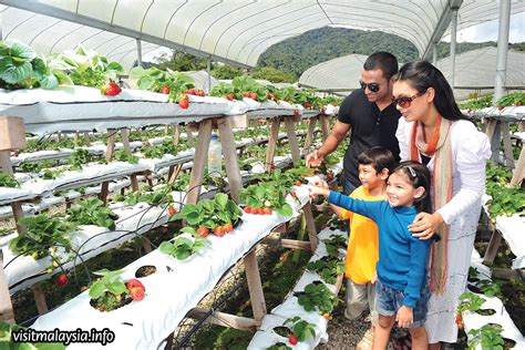 Strawberry Farms