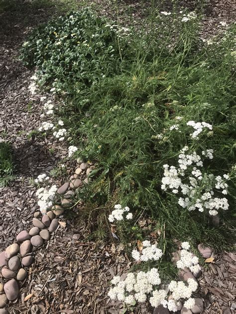 My California Native Garden 2019 | My Backyard Nature