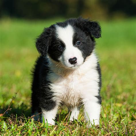 #1 | Border Collie Puppies For Sale By Uptown Puppies