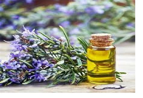 Leaves Rosemary Oil, Rs 1250 /kg M. P. Aromas | ID: 22614855988