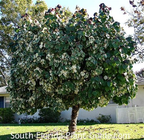 Variegated Mahoe Tree