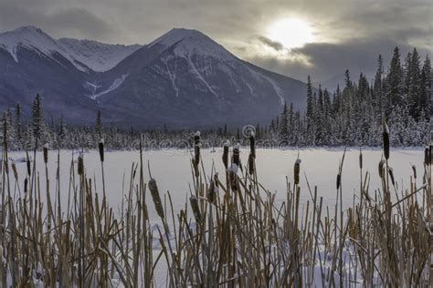 Winter Cattails at Vermilion Lakes in Banff Stock Photo - Image of snow ...