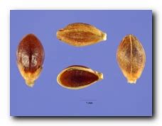 Brownseed Paspalum (Paspalum plicatulum)