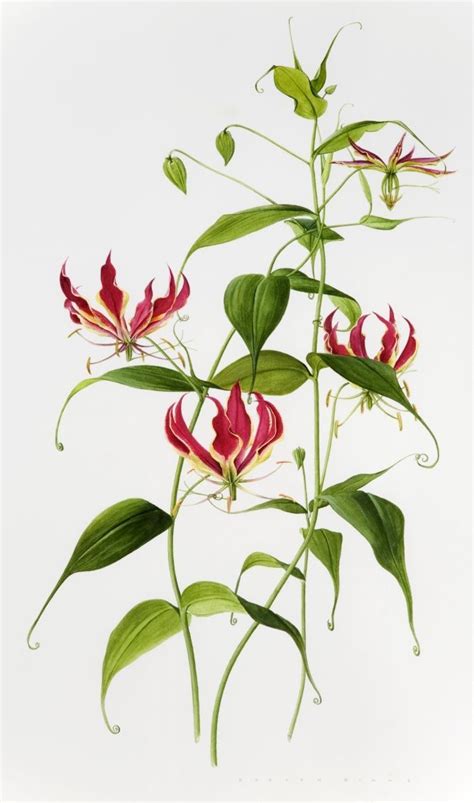 Gloriosa superba, also an African endemic | Flower painting, Botanical drawings, Botanical flowers