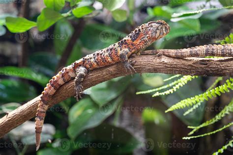 Chinese Crocodile Lizard, Shinisaurus crocodilurus 20115483 Stock Photo at Vecteezy