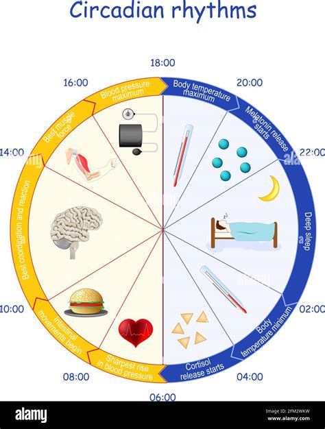 Circadian rhythms. day and night cycle. melatonin and cortisol balance ...