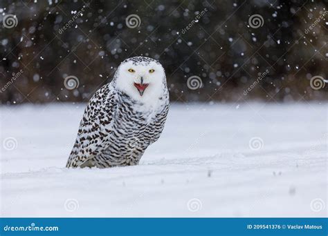 Snowy Owl, Bubo Scandiacus, Perched in Snow during Snowfall. Arctic Owl with Open Beak while ...