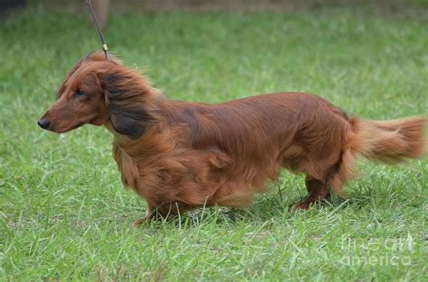 Brown Long Hair Dachshund Dog Photograph by DejaVu Designs | Fine Art America