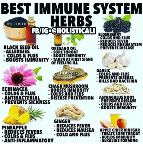 Immune System Herbs! - Actual Activists