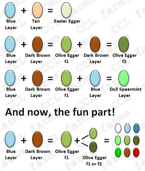 Egg color genetics chart Chicken Life, Crazy Chicken Lady, Chicken Runs ...