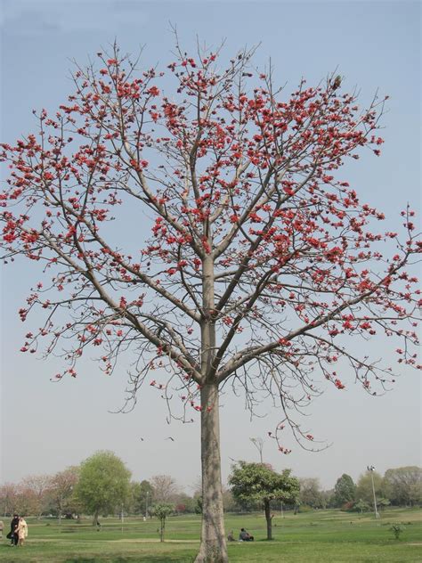 Trees Planet: Bombax ceiba - Red Cotton tree