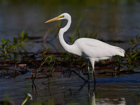 Avithera: Some Top End wetland birds