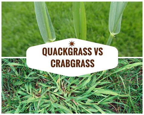 Quackgrass vs Crabgrass: The Difference Between and How To Identify