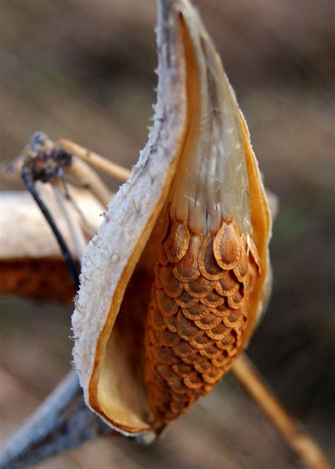 Changes | Milkweed pods, Seed pods, Seeds