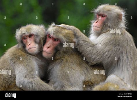 Rotgesichtsmakak, Makaka fuscata, three, animal portrait, Japan, Nagano, Japanmakak, snow monkey ...