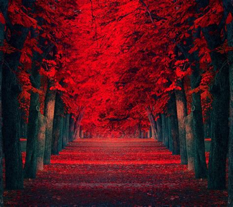 Red Nature Wallpaper - WallpaperSafari