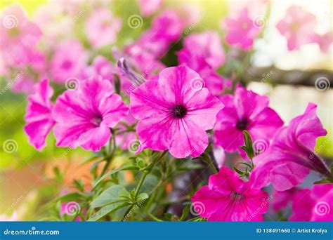 Beautiful Pink Petunia Flowers Petunia Hybrida Stock Photo - Image of botany, flowerbed: 138491660