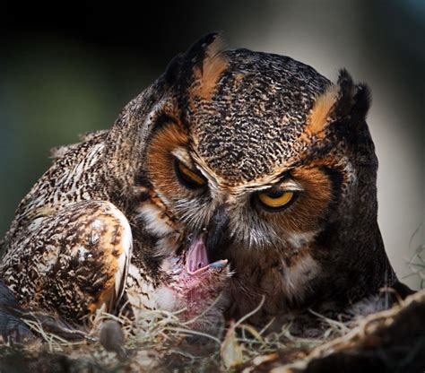 Great Horned Owl Feeding Newly Hatched Owlet | Great horned owl, Horned owl, Beautiful owl