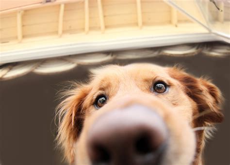 Golden Retriever Full HD Wallpaper and Background | 2048x1471 | ID:651347