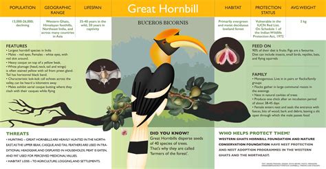 Great Hornbill: Facts, Threats, Habitat | Roundglass | Sustain