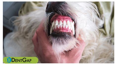 Dog Teeth Cleaning: How to take care of your dog's teeth?