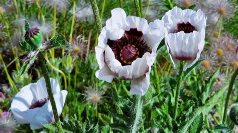 31 Beautiful Poppy Varieties for Your Garden