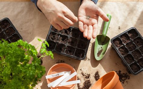 Beginners guide to growing vegetables from seed - Suttons Gardening ...