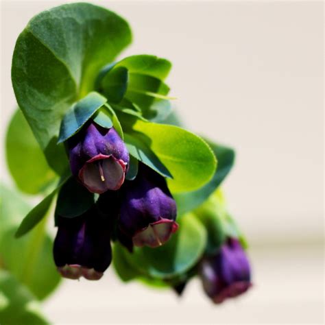 Cerinthe Major – Seeds To Suit