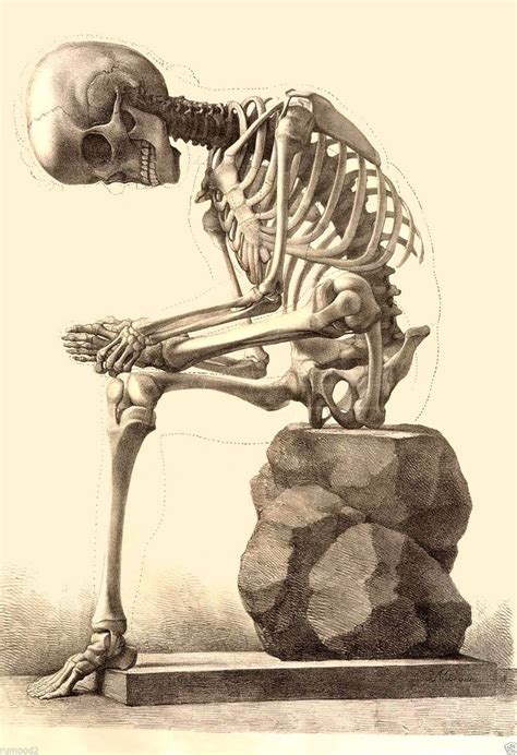 Sitting Skeleton C. 1867 | eBay | Anatomy art, Skeleton anatomy, Scientific illustration