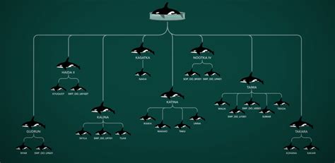 SeaWorld bought Tilikum for its breeding program & now, over half of SeaWorld orcas have his ...