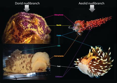 Door #16: Basic anatomy of the sea slug | The Invertebrate Collections