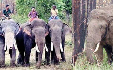 Arikomban poses threat to kumki elephants in Chinnakanal; officials mull further action ...