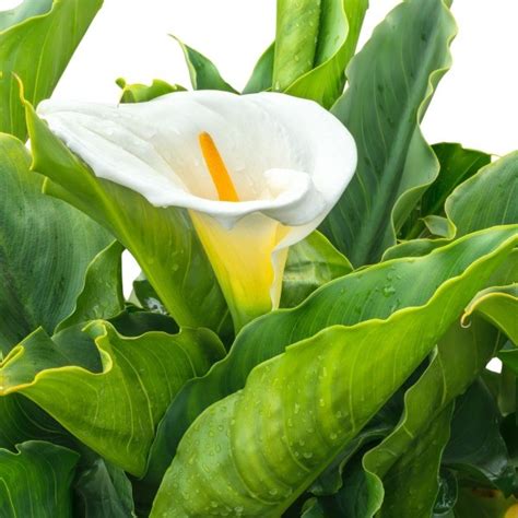 Growing Calla Lilies from Pods | ThriftyFun