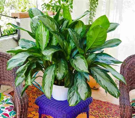 Aglaonema Pictum Tricolor Care Guide | Camouflage plant