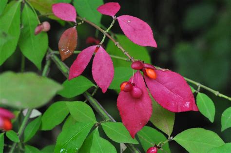 Euonymus alatus (Burning Bush, Corky Spindletree, Winged Euonymus ...