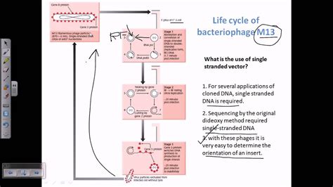 M13 vector, a type of viral vector for cloning - YouTube