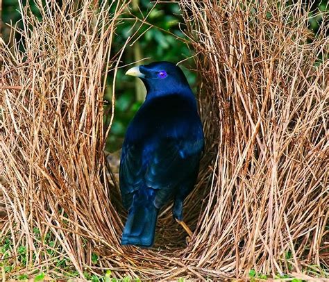 Birds of the World: Satin bowerbird