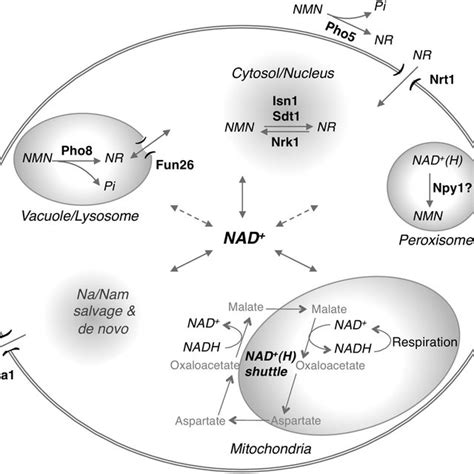 Interactions of NAD + metabolism and multiple cellular signaling... | Download Scientific Diagram