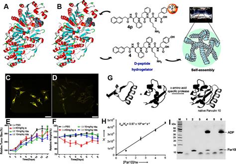 Inspiration from the mirror: D-amino acid containing peptides in biomedical approaches