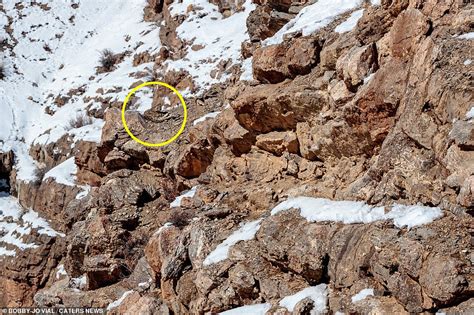 Can you spot the snow leopard that's perfectly camouflaged in India? | Daily Mail Online