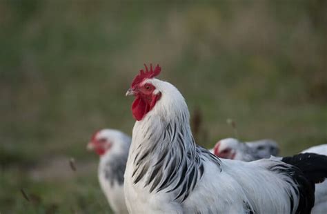 Delaware Chicken All You Need To Know: Temperament and Egg Laying ...