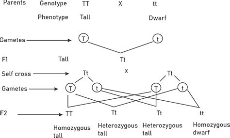 Mendel’s law segregation - Study Solutions