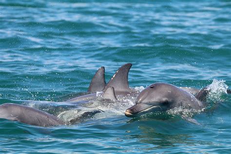 Dolphin social 'personalities' last a lifetime | Nature Portfolio ...