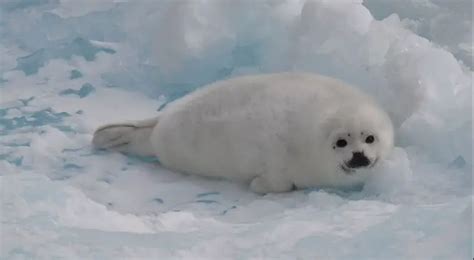 Harp Seal | The Animal Facts | Appearance, Diet, Habitat, Behavior