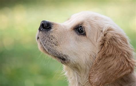 35 Greatest Golden Retriever Mixes You Need to See