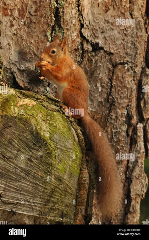 Red Squirrel feeding up a pine tree Stock Photo - Alamy